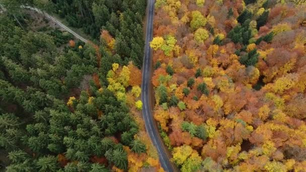 Route Travers Une Forêt Automnale Vue Aérienne Images Drones — Video