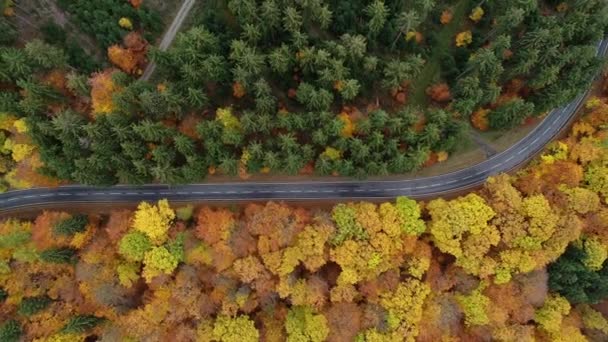 Estrada Através Uma Floresta Outonal Visão Aérea Imagens Drones — Vídeo de Stock