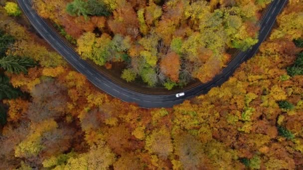 Vägen Genom Höstlig Skog Flygfoto Drone Footage — Stockvideo