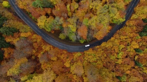 Camino Través Bosque Otoñal Vista Aérea Imágenes Aviones Tripulados — Vídeos de Stock