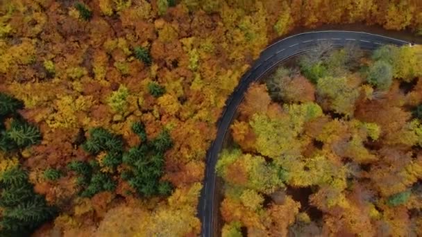 Straße Durch Einen Herbstlichen Wald Luftaufnahme Drohnenaufnahmen — Stockvideo