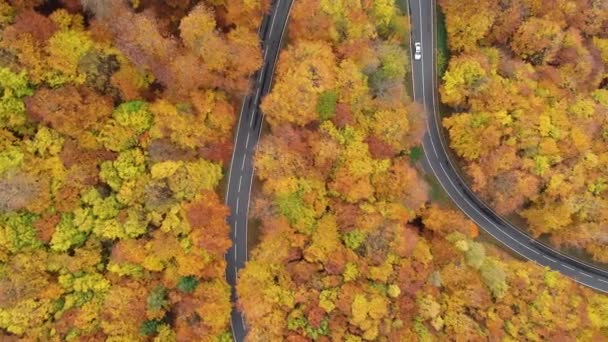 Straße Durch Einen Bunten Herbstlichen Wald Drohnenaufnahmen Kamerafahrten — Stockvideo