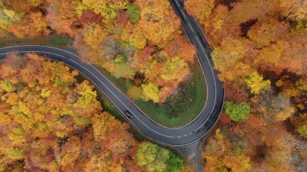 Vägen Genom Färgglad Höstlig Skog Drone Footage Spårning Skott — Stockvideo