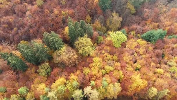 Vägen Genom Färgglad Höstlig Skog Drone Footage Spårning Skott — Stockvideo