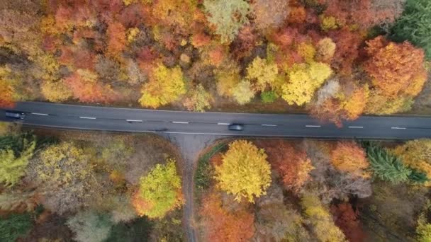 Straße Durch Einen Bunten Herbstlichen Wald Drohnenaufnahmen Kamerafahrten — Stockvideo