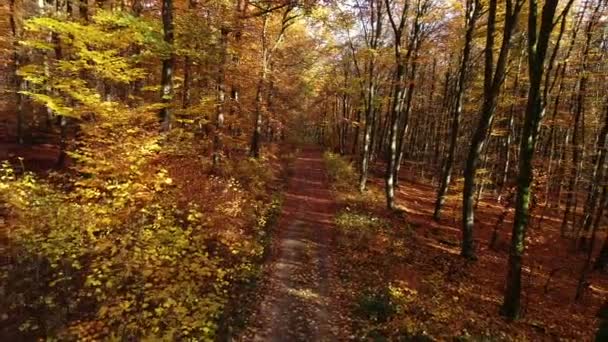 Flying Slowly Woods Drone Footage — Stock Video