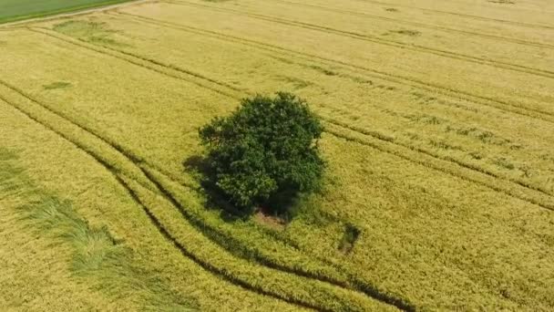 農業地域と農地の上空からの眺め — ストック動画