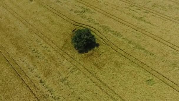 Aerial View Agricultural Area Fields — Stock Video