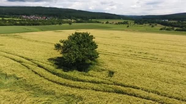 Lucht Mening Van Landbouwgebied Gebieden — Stockvideo