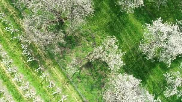Цветение Сакуры Деревья Вид Воздуха — стоковое видео