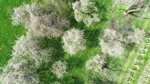 Flor Cerezo Árboles Vista Aérea — Vídeos de Stock