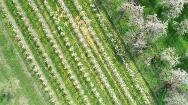 Flor Cerezo Árboles Vista Aérea — Vídeo de stock