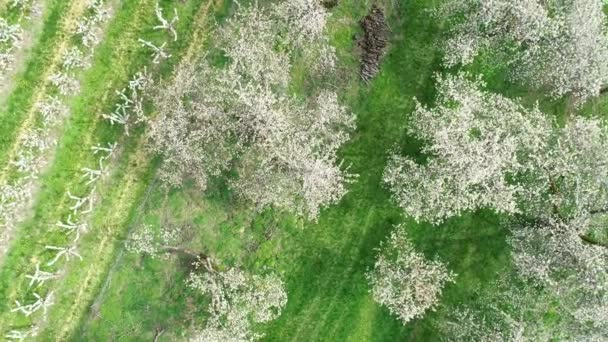 Вишневий Цвіт Дерева Повітряний Вид — стокове відео
