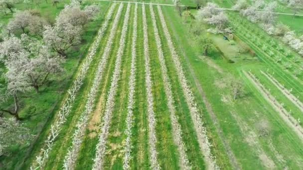 Fiori Ciliegio Alberi Vista Aerea — Video Stock