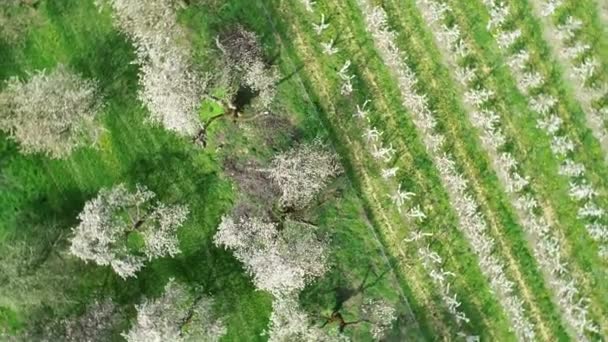 Fiori Ciliegio Alberi Vista Aerea — Video Stock