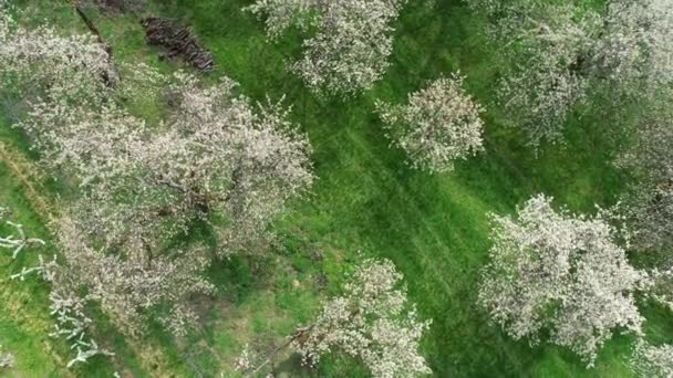 Цветение Сакуры Деревья Вид Воздуха — стоковое видео