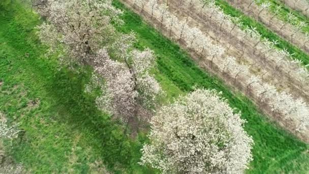 Cherry Blossom Trees Aerial View — Stock Video
