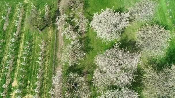 Fruit Tree Plantation Cherry Blossom Aerial View — Stock Video