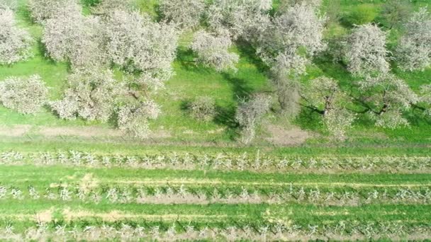 Fruit Tree Plantation Cherry Blossom Aerial View — Stock Video