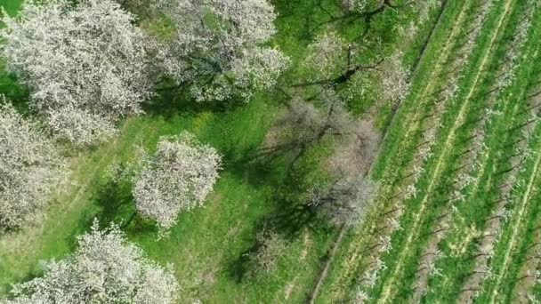 Fruit Tree Plantation Cherry Blossom Aerial View — Stock Video