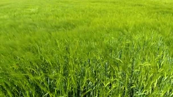 Campo Grano Una Giornata Ventilata Primavera — Video Stock