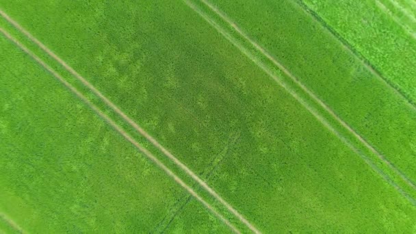 Weizenfeld Frühling Einem Luftigen Tag Luftaufnahme — Stockvideo