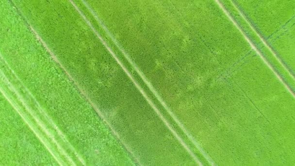 Weizenfeld Frühling Einem Luftigen Tag Luftaufnahme — Stockvideo