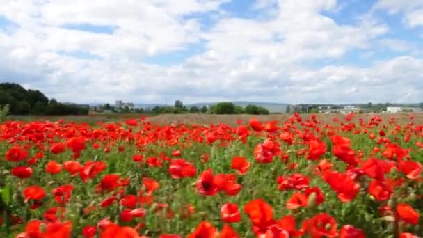 Corn Poppies Meadow Tracking Shot — Stock Video