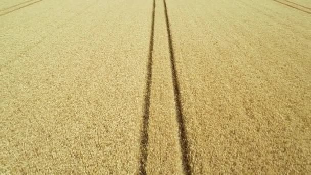 Voando Sobre Campo Trigo Visão Aérea Imagens Drones — Vídeo de Stock