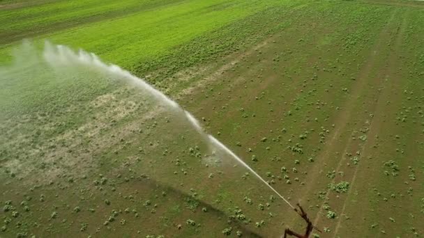 Landwirtschaftliche Sprinkleranlage Feld Und Plantage Luftaufnahme Drohnenaufnahmen — Stockvideo