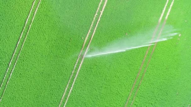 Agricultural Sprinkler Field Plantation Aerial View Drone Footage — Stock Video