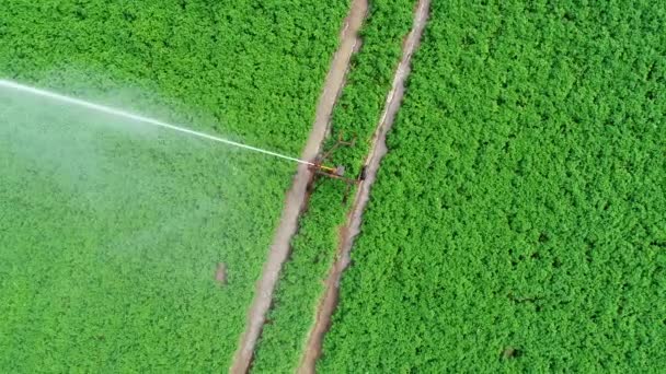 Agricultural Sprinkler Field Plantation Aerial View Drone Footage — Stock Video