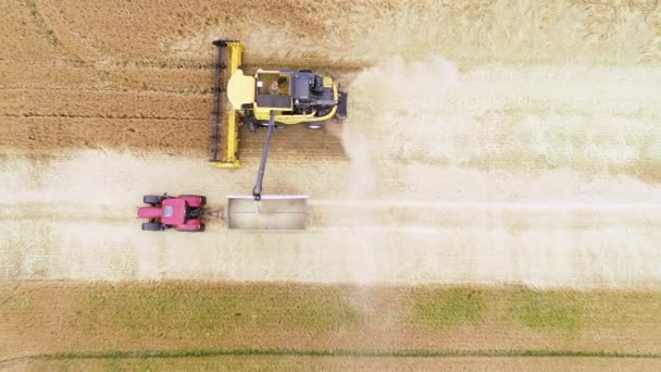 Збирання Пшеничного Поля Аерофотозйомка Кадри Безпілотника — стокове відео