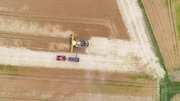 Wheat Field Combine Harvester Aerial View Drone Footage — Stock Video