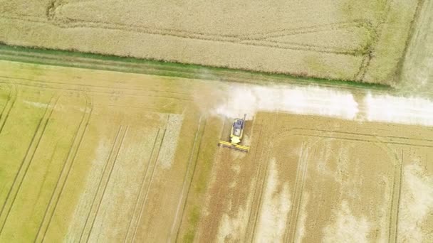 Wheat Field Combine Harvester Aerial View Drone Footage — Stock Video