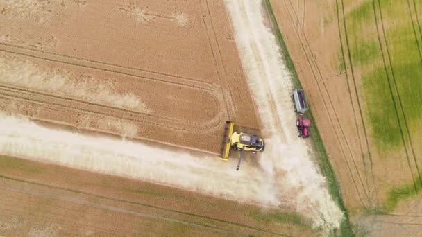 Wheat Field Combine Harvester Aerial View Drone Footage — Stock Video