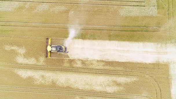 Campo Trigo Colheitadeira Vista Aérea Metragem Drone — Vídeo de Stock