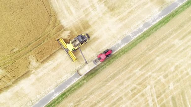 Tarwe Veld Maaidorser Bovenaanzicht Drone Opnames — Stockvideo