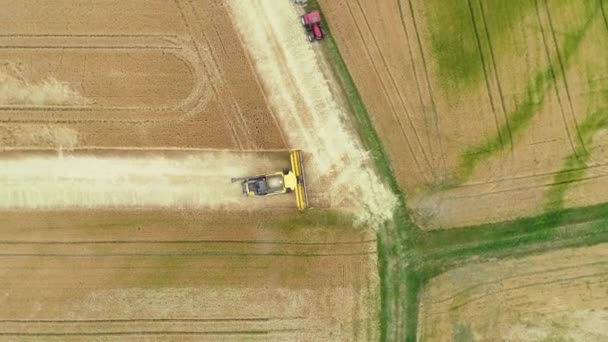 Wheat Field Combine Harvester Aerial View Drone Footage — Stock Video