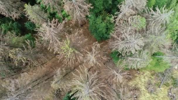 Widok Lotu Ptaka Martwych Drzew Zamieranie Leśny Waldsterben Niemcy — Wideo stockowe
