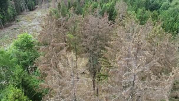 Vue Aérienne Des Arbres Morts Dépérissement Forêt Waldsterben Allemagne — Video