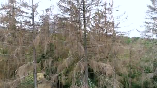 Letecký Pohled Mrtvé Stromy Lesní Dieta Waldsterben Německo — Stock video