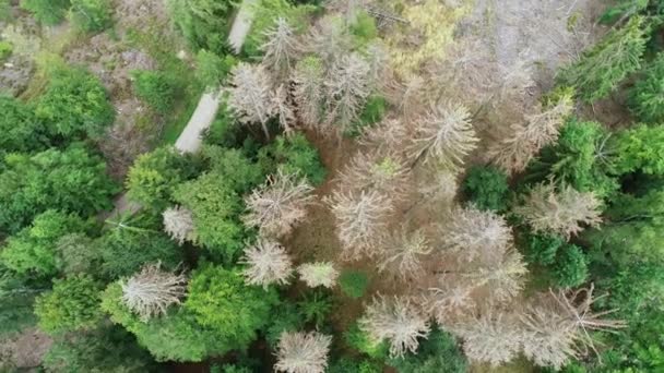 Εναέρια Θέα Των Νεκρών Δένδρων Δάσος Dieback Waldsterben Γερμανία — Αρχείο Βίντεο