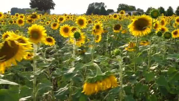 Campo Girasol Atardecer Vista Seguimiento Portátil — Vídeos de Stock