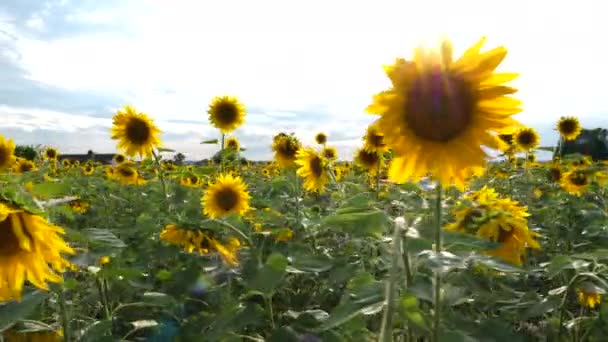 Auringonkukkakenttä Hämärässä Käsikäyttöinen Seurantanäkymä — kuvapankkivideo