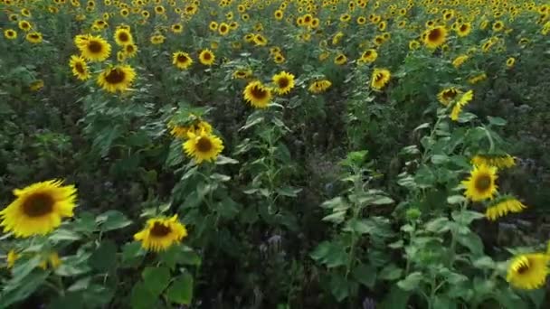 Campo Girassol Entardecer Visão Rastreamento Portátil — Vídeo de Stock