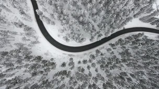 Καμπύλη Δρόμου Μέσα Από Χειμερινό Δάσος Εναέρια Θέα — Αρχείο Βίντεο