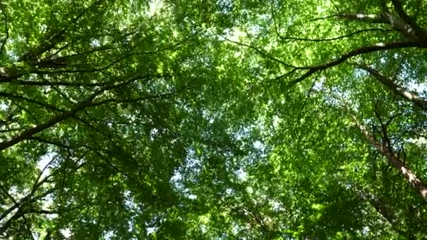 Περπατώντας Αργά Μέσα Στο Δάσος Ένα Ηλιόλουστο Απόγευμα — Αρχείο Βίντεο