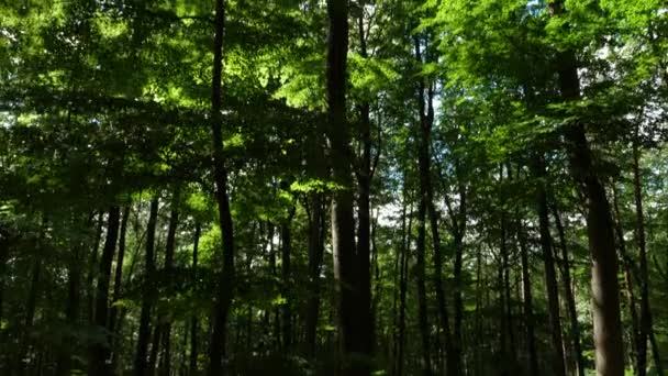 Langsamer Waldspaziergang Einem Sonnigen Nachmittag — Stockvideo