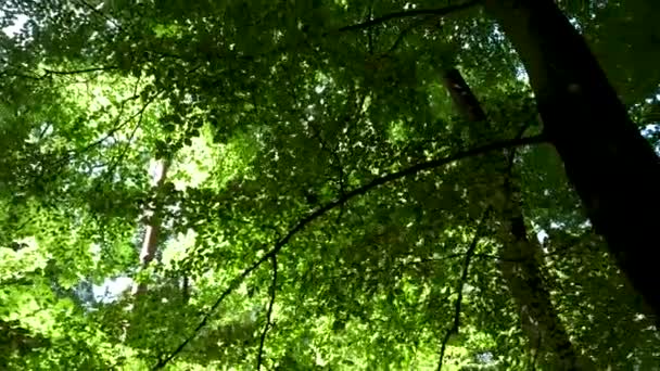 Spacerując Powoli Lesie Słoneczne Popołudnie — Wideo stockowe